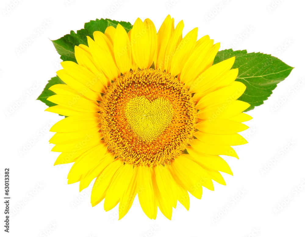 Obraz premium Sunflower