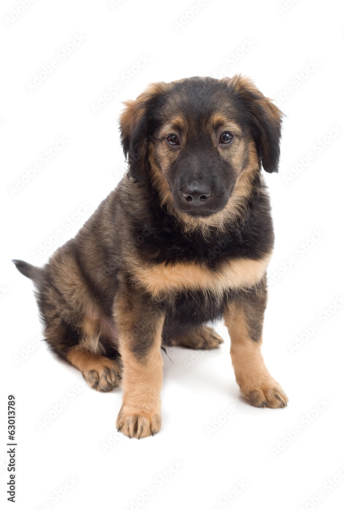 fluffy puppy looks fluffy puppy looks