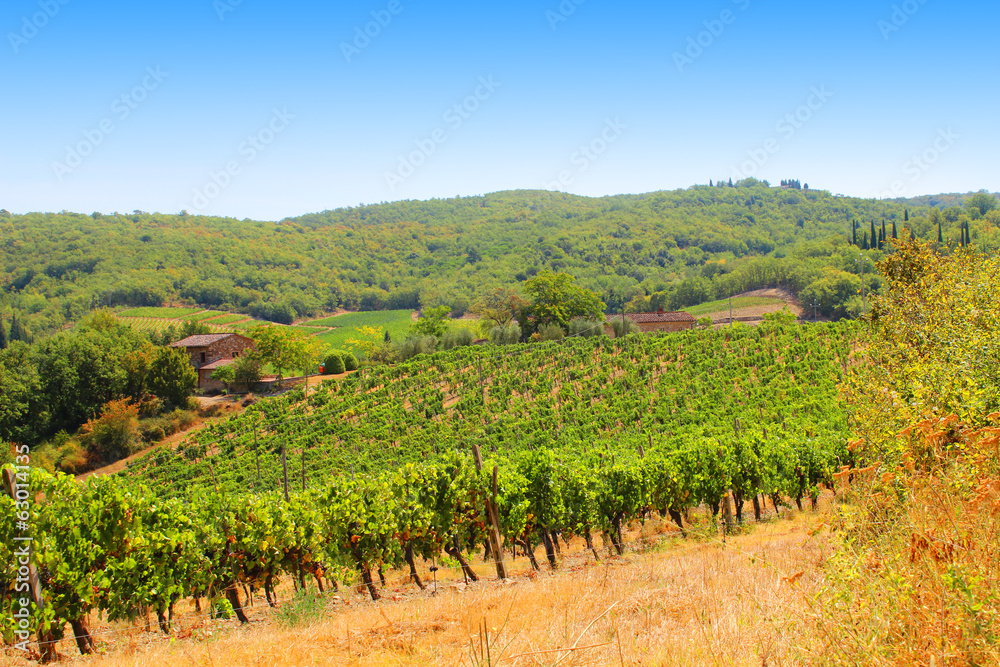 Campo vitigno