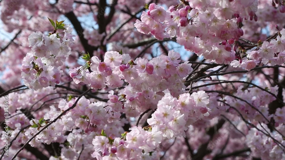 Pink spring flowers branch and breeze Pink spring flowers branch and breeze