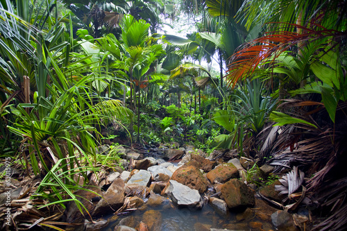 Jungle Landscape photo