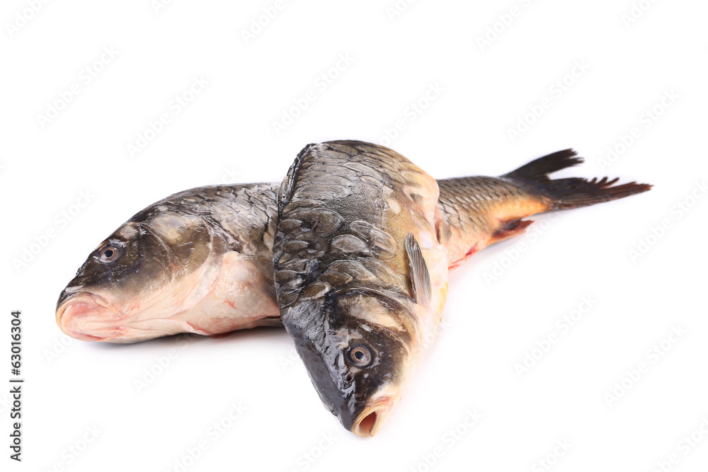 Fototapeta premium Crude carp. Mirror and non.
