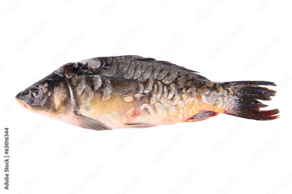Fresh mirror carp. Fresh mirror carp.