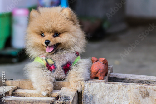 Puppy Pomeranian garb