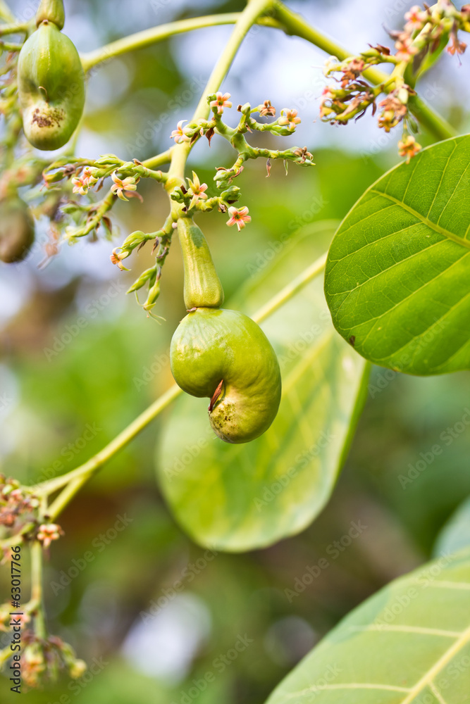 Obraz premium cashew nut on tree