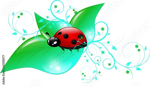 One ladybug on leaves