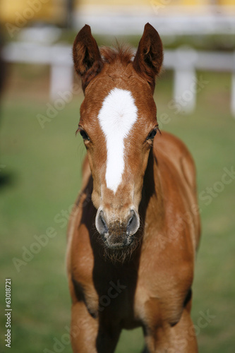 Head shot of a two weeks old thoroughbred foal