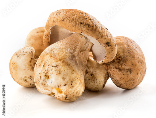 Three porcini mushroom. Cep on white