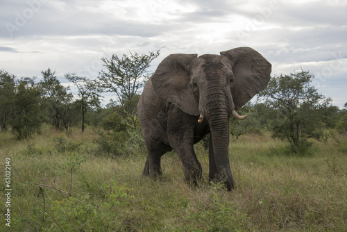 big elephant in kruger park