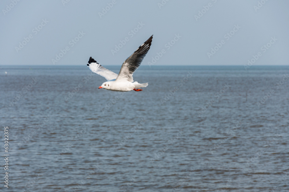 Seagull fly Seagull fly