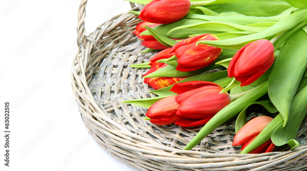 Rote Tulpen im Korb