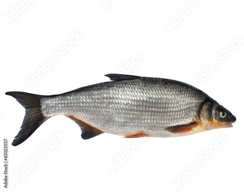 wild fish chondrostoma nasus photo