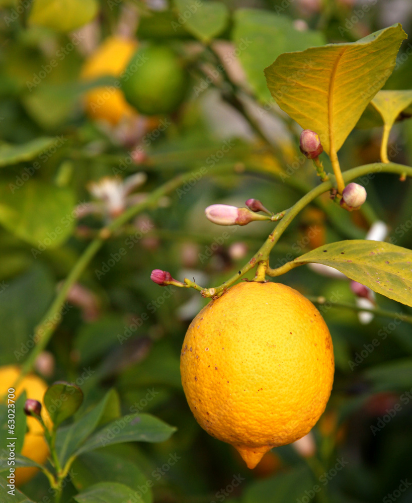 yellow lemon hanging from the tree in the orchard