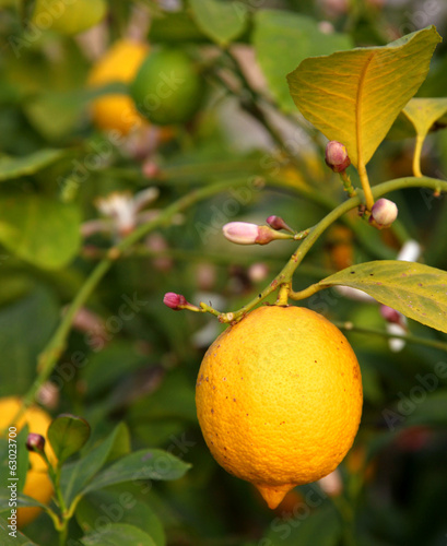 yellow lemon hanging from the tree in the orchard