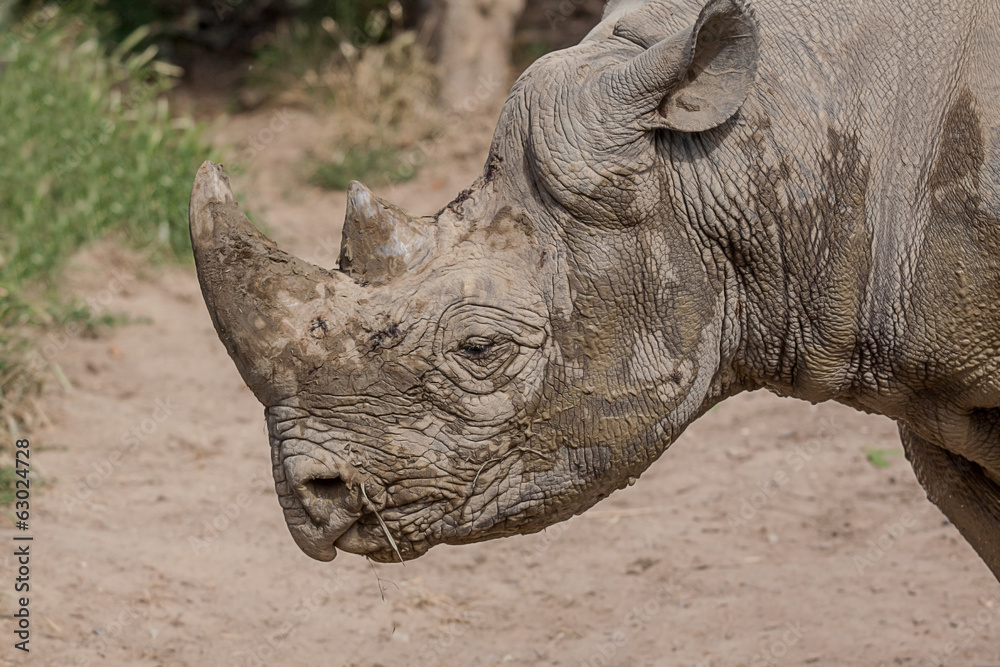 Fototapeta premium muddy rhino portrait 9013