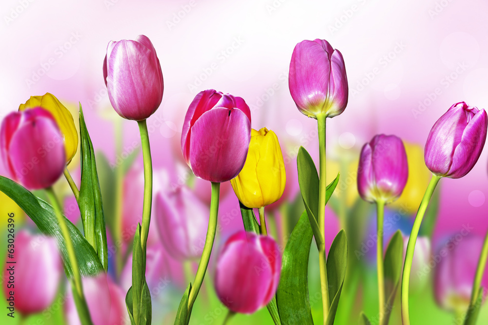 flowers tulips flowers tulips
