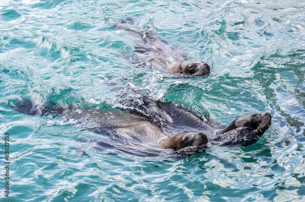 Obraz premium Female sea lions 