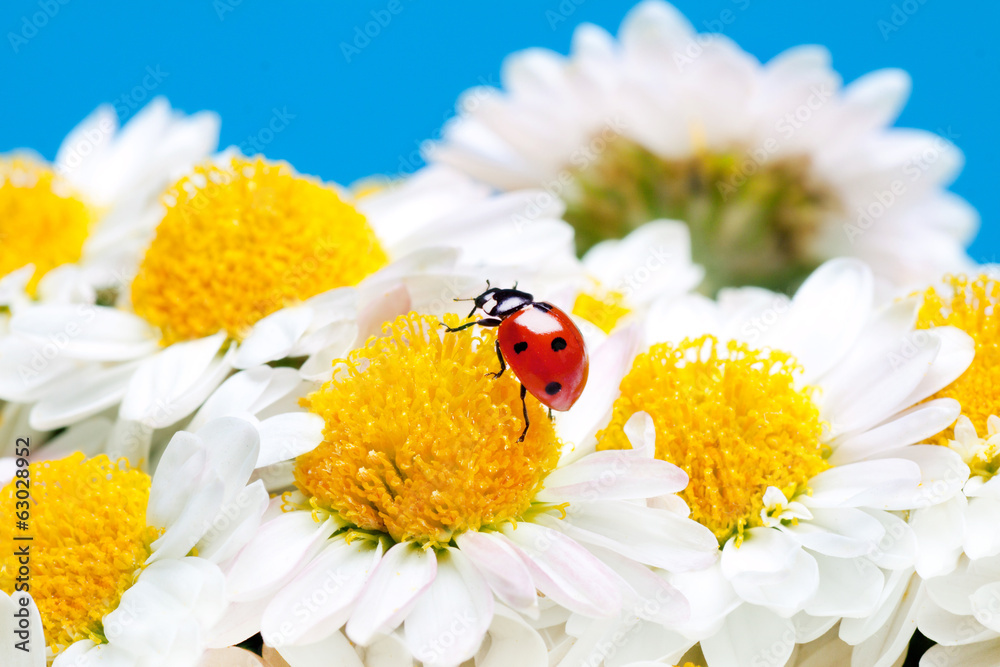 Ladybug on white flowers.