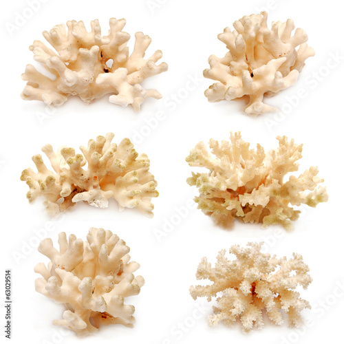 Collection of coral