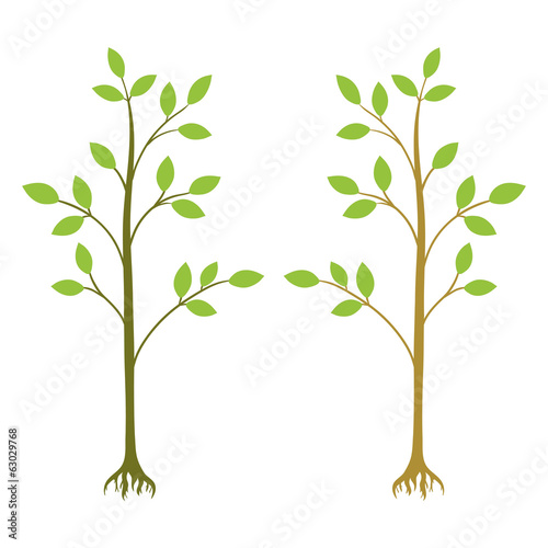 two young trees vector