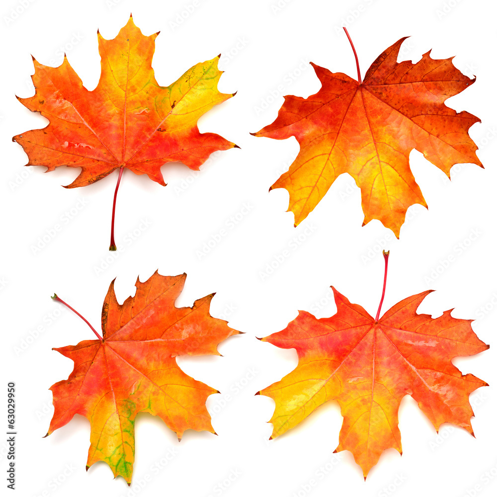 Obraz premium Collection of autumn leaf