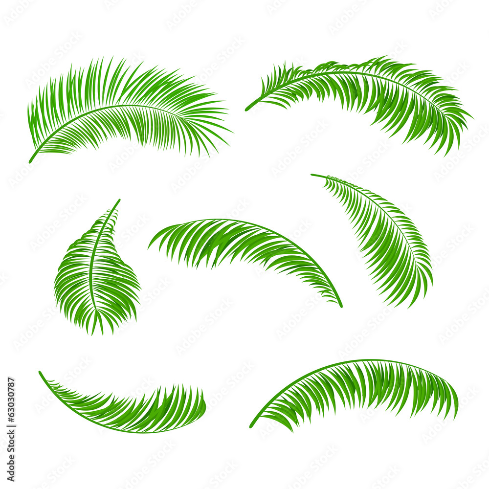 Naklejka premium Palm leaves