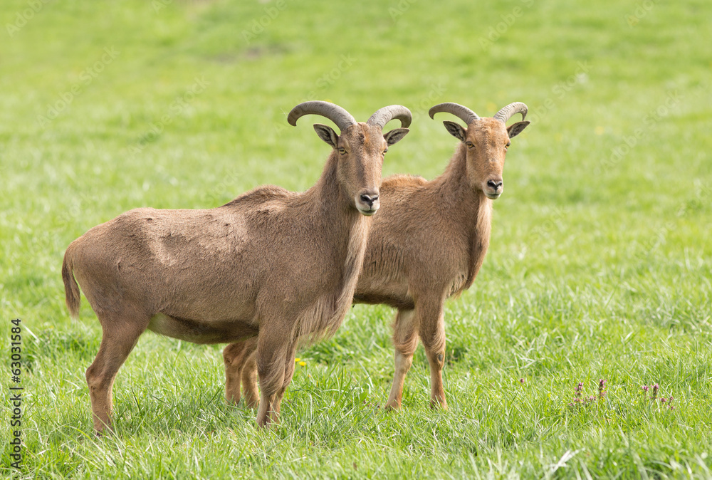 Barbary sheep