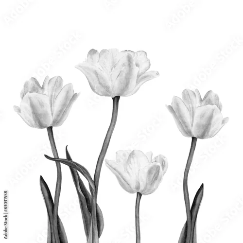 Naklejka na ścianę Akwareli ilustracja piękny biały tulipan kwitnie