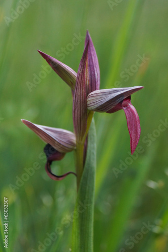 Orquídea, Serapías en lengua, Serapias lingua photo