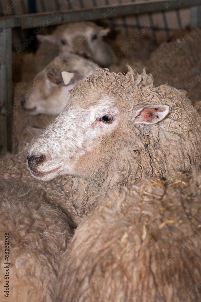 Sheep Ready for Shearing