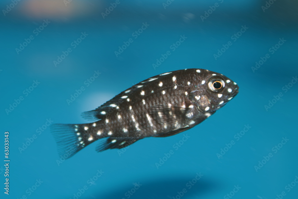 Fototapeta premium Duboisi Cichlid (Tropheus duboisi) freshwater aquarium fish