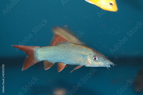 Blue Botia  Yasuhikotakia modesta  freshwater aquarium fish