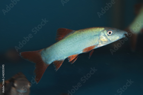 Blue Botia (Yasuhikotakia modesta) freshwater aquarium fish