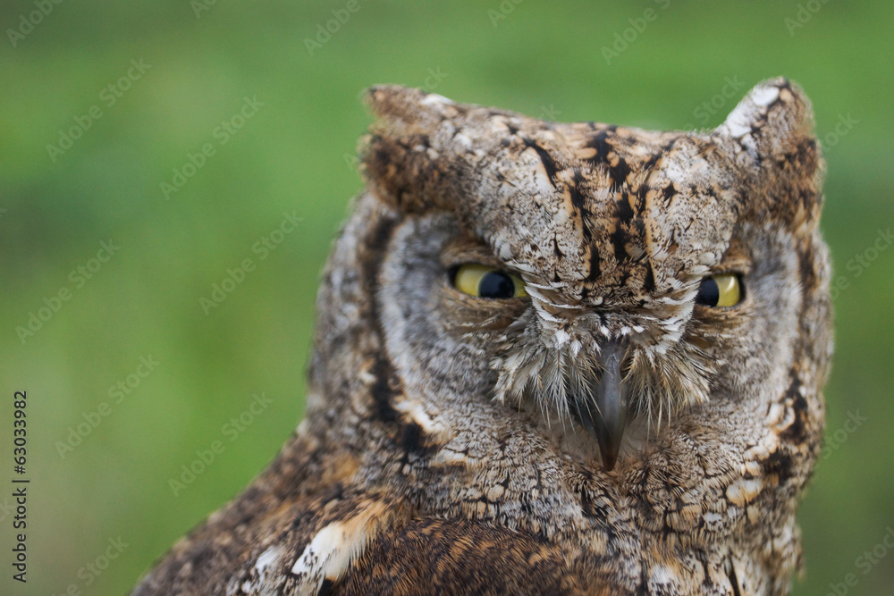 Fototapeta premium Autillo, Otus scops