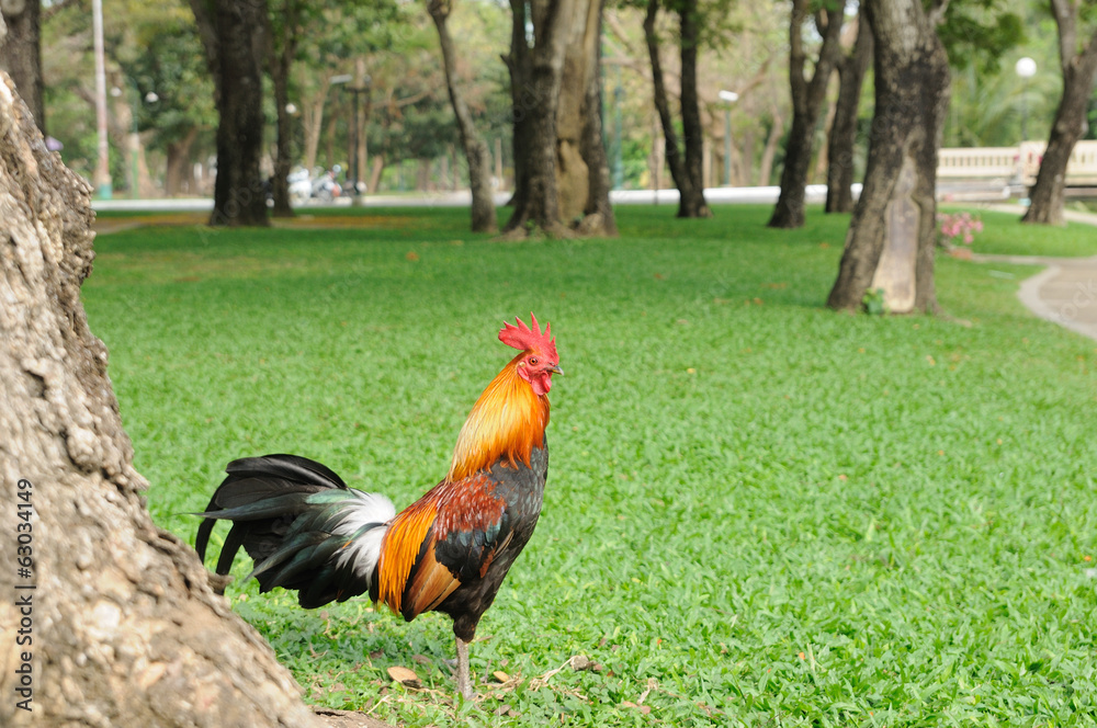 Fototapeta premium Beautiful chicken in public garden
