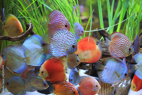 symphysodon discus in a tank with aquatic plants