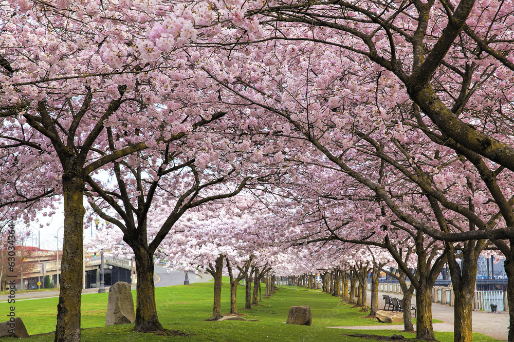 Rows of Cherry Blossom Trees in Bloom Rows of Cherry Blossom Trees in Bloom