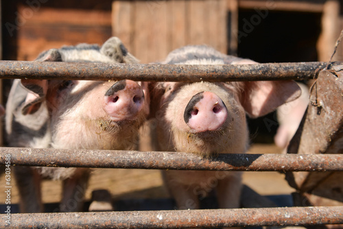 Curious pigs at cage, takes out his nose through the fence