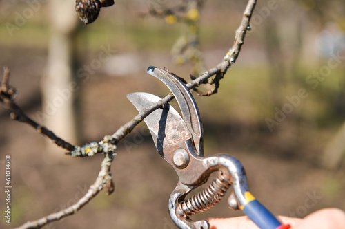Pruning of trees with secateurs in the garden. Clean fruit trees