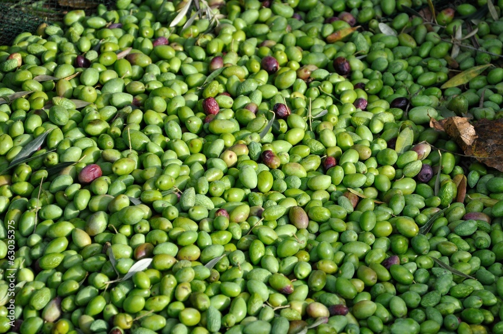récolte des olives récolte des olives