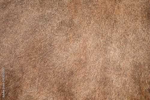 Cow fur (skin) background or texture