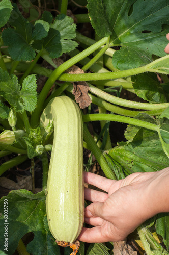 hand collecting fresh gourds in the garden. Focus on the vegetab