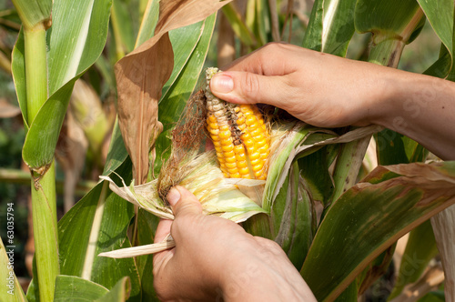 peasant is harvesting a damaged corncobs, manual labour