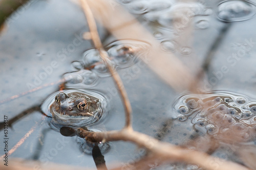 Frosch mit Laich im Wasser