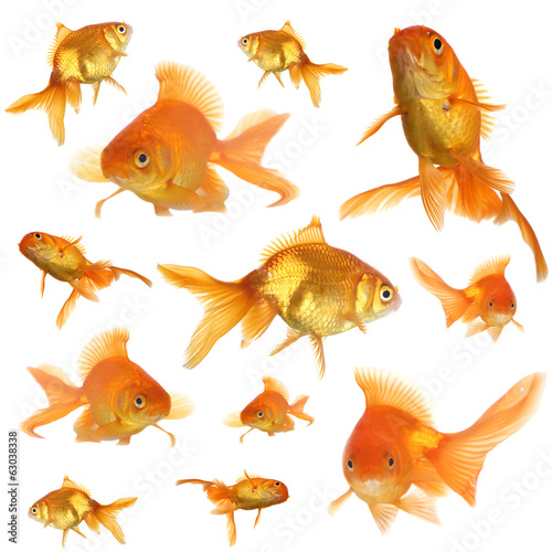 Collage of goldfish in aquarium isolated on white