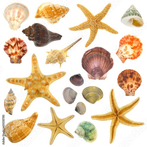 Obraz na plátně Large Assortment of sea shells individually isolated on white