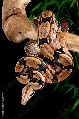Φωτογραφία Red Tail Boa Constrictor.