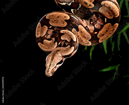 Red Tail Boa Constrictor.
