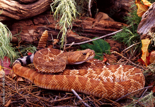 Red Diamond Rattlesnake. photo