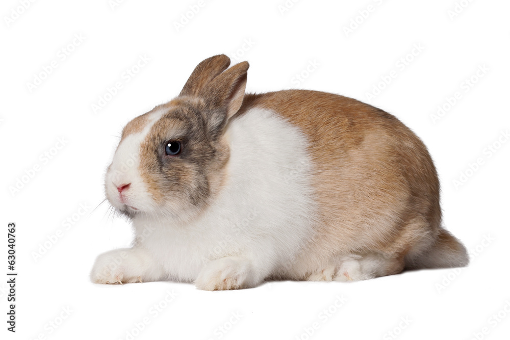 Small domestic rabbit Small domestic rabbit